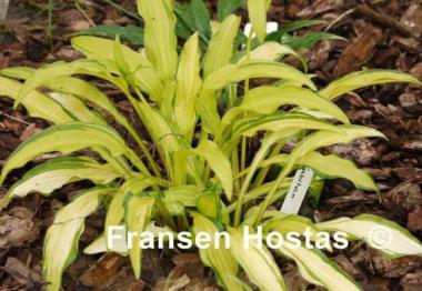 Hosta Kabitan