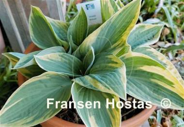 Hosta Kabuki