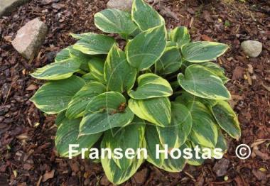 Hosta Kabuki