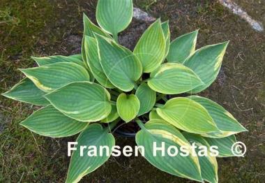Hosta Kabuki
