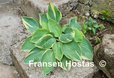 Hosta Kabuki