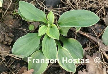 Hosta Kafka's Mouse