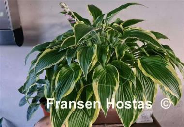 Hosta Kalamazoo
