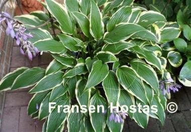 Hosta Kalamazoo