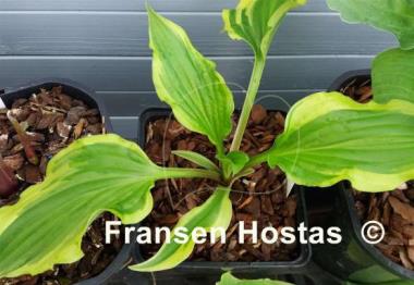 Hosta Kanzi