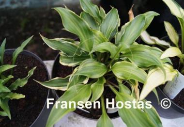 Hosta Kanzi