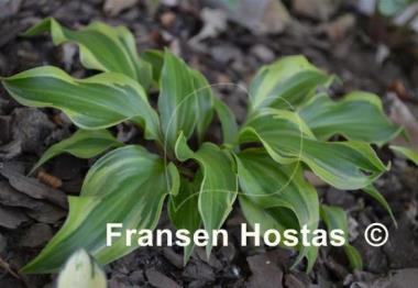 Hosta Kanzi