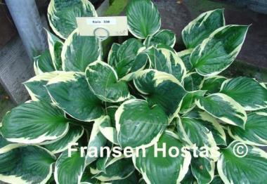 Hosta Karin