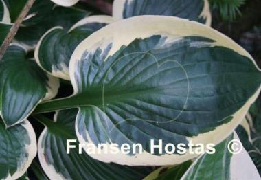 Hosta Karin