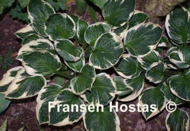 Hosta Karin