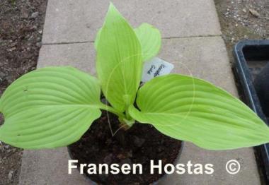 Hosta Kasseler Gold