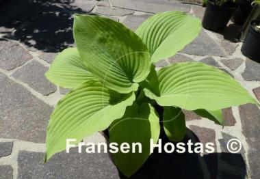 Hosta Kasseler Gold