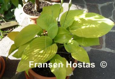 Hosta Kasseler Gold