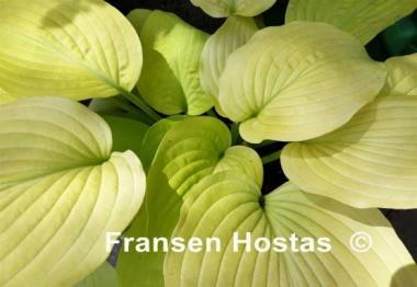 Hosta Kasseler Gold