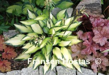 Hosta Katherine Lewis