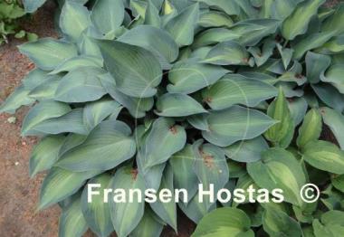 Hosta Katherine Lewis