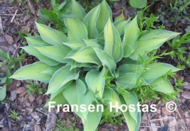 Hosta Katherine Lewis