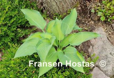 Hosta Katherine Lewis