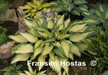 Hosta Katherine Lewis