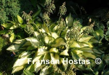 Hosta Katherine Lewis