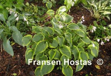 Hosta Katie Q