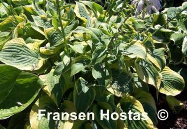 Hosta Katie Q