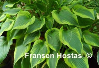 Hosta Katie Q