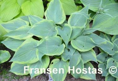 Hosta Katie Q