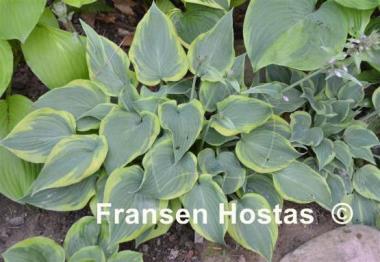 Hosta Katie Q