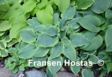 Hosta Katie Q