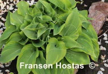 Hosta Katie Q