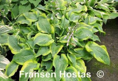 Hosta Katie Q