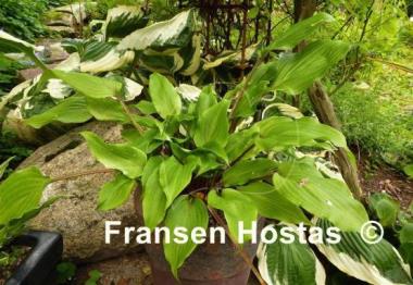 Hosta Katsuragawa Beni