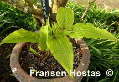 Hosta Katsuragawa Beni