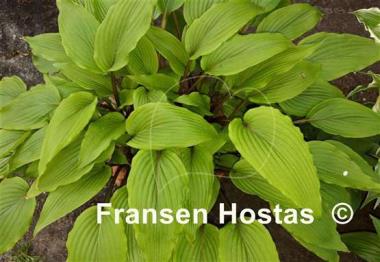 Hosta Katsuragawa Beni