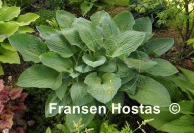 Hosta Kelly