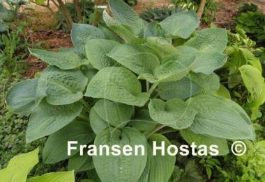 Hosta Kelly