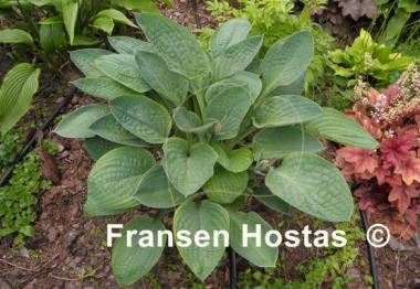 Hosta Kelly