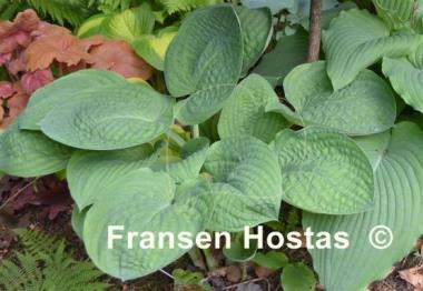 Hosta Kelly