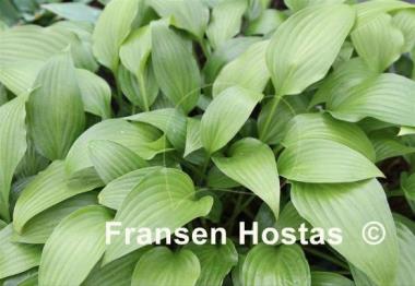 Hosta Kelsey