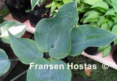 Hosta Kempen Magenta Blue