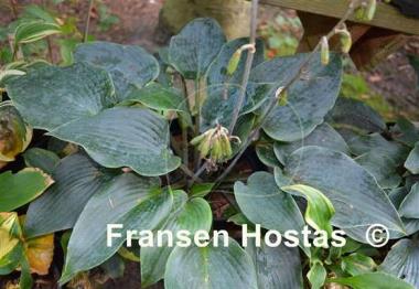 Hosta Kempen Magenta Blue