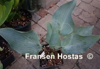 Hosta Kempen Magenta Blue