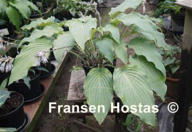 Hosta Kempen Magenta Blue