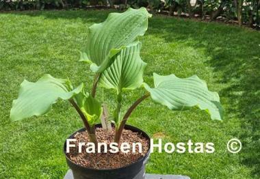 Hosta Kempen Metallica