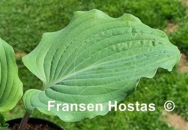 Hosta Kempen Metallica