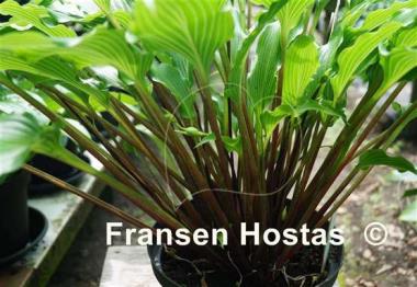 Hosta Kempen Red Twist