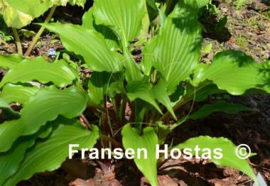 Hosta Kempen Red Twist