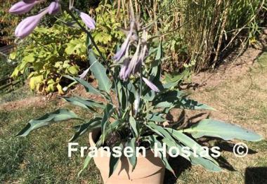 Hosta Kempen Sky High