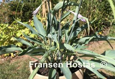 Hosta Kempen Sky High